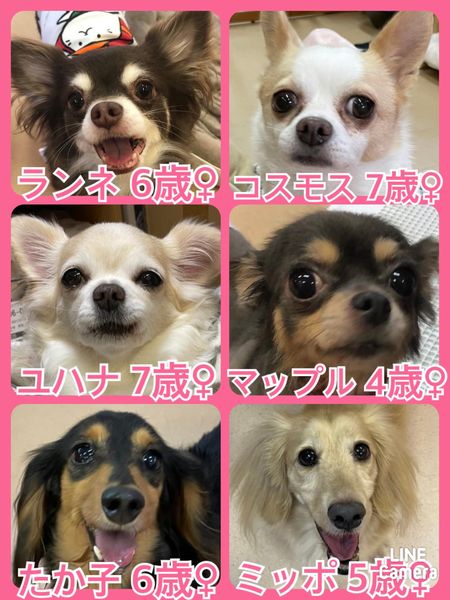 🐾今日の里親様募集中ワンコ🐶メンバーです🐾2022,8,26【保護犬カフェ天神橋店】